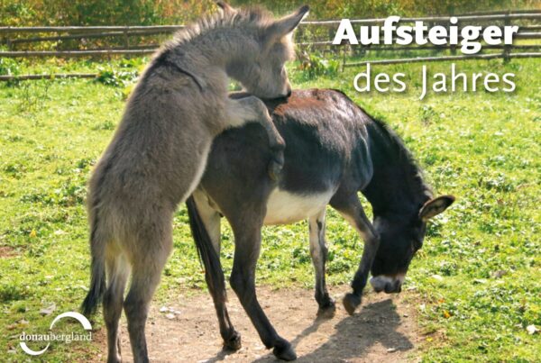 Donaubergland Postkartenmotiv mit zwei miteinander spielenden Eseln auf einer Weide.