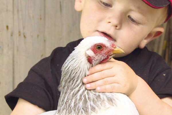 Donaubergland Postkartenmotiv mit Kind mit weißem Huhn auf dem Arm.