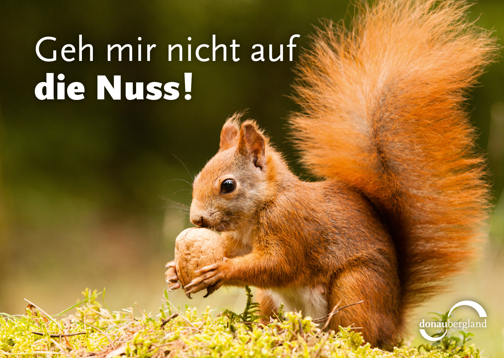 Donaubergland Postkartenmotiv mit Eichhörnchen, das an einer Walnuss riecht.