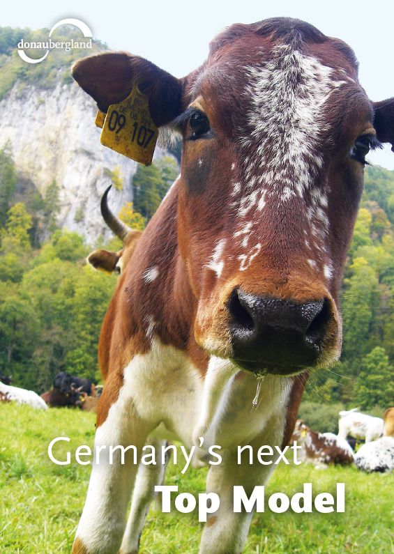 Donaubergland Postkartenmotiv mit braun-weißer Kuh vor Felsen.