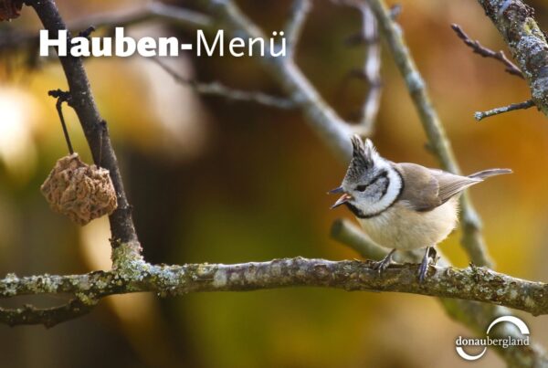 Donaubergland Postkartenmotiv mit Vogel auf einem Ast mit offenem Schnabel.