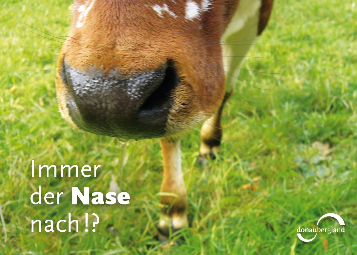 Donaubergland Postkartenmotiv mit Bild einer Kuh-Nase auf grüner Wiese.