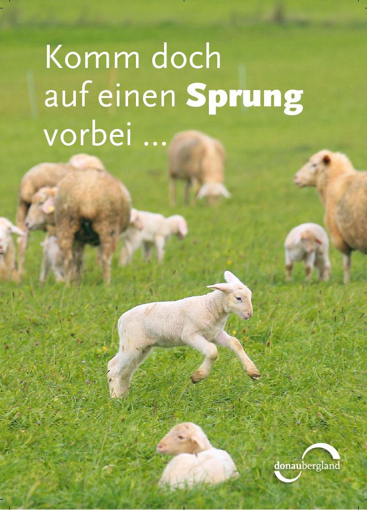 Donaubergland Postkartenmotiv mit Schafe auf einer grünen Weide und im Vordergrund springt ein Lamm.
