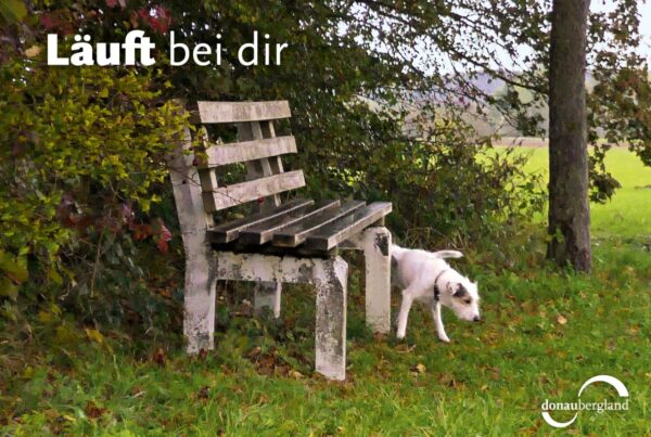 Donaubergland Postkartenmotiv mit weißem Hund an einer Bank auf einer Wiese.