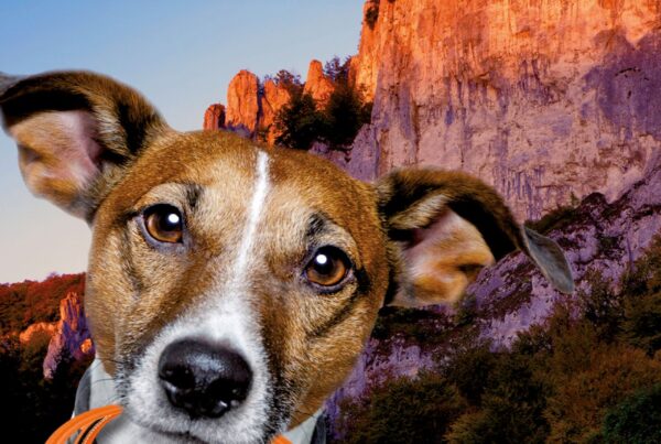 Donaubergland Postkartenmotiv mit Hund vor einem Felsen, mit einer orangenen Tasche im Maul.