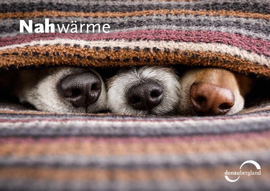 Donaubergland Postkartenmotiv mit drei Hundeschnauzen, die aus einer Decke schauen