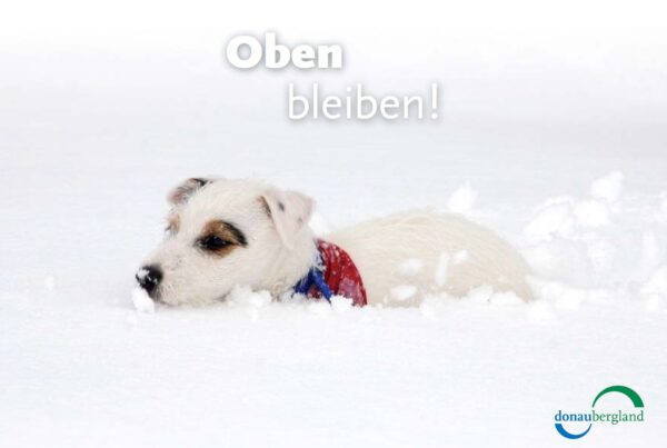 Donaubergland Postkartenmotiv mit einem weißen Hund, der sich den Weg durch den tiefen Schnee bahnt.