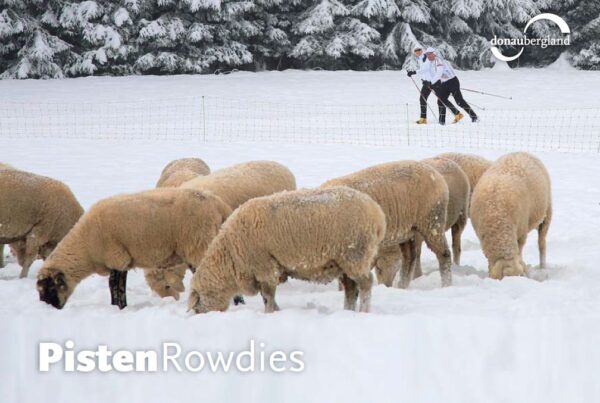 Donaubergland Postkartenmotiv mit Schafen auf einer Weide, die im Schnee nach Nahrung suchen und im Hintergrund zwei Langläufer.