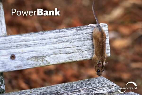 Donaubergland Postkartenmotiv mit einer braunen Maus, die Kopfüber an einer Parkbank hängt.