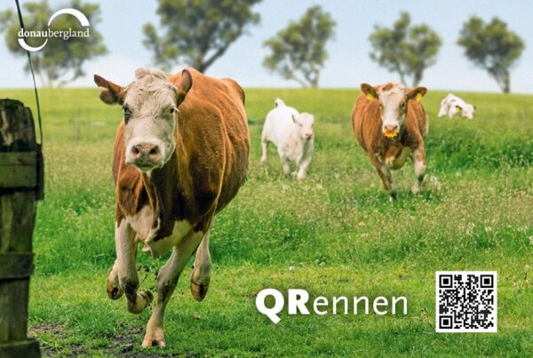 Donaubergland Postkartenmotiv mit springenden Kühen auf einer Weide.