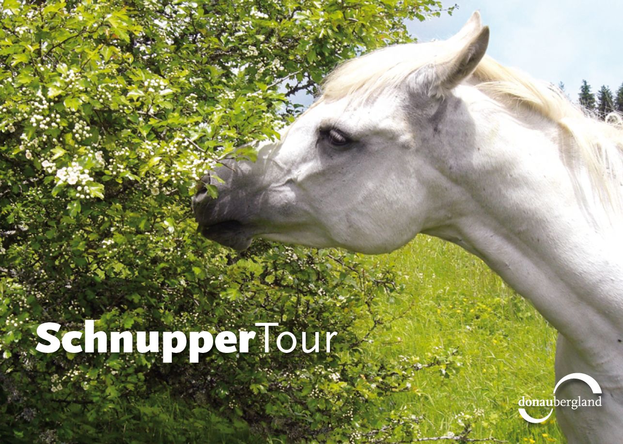 Donaubergland Postkartenmotiv mit weißem Pferd, das auf einer grünen Weide an einem Baum schnuppert.