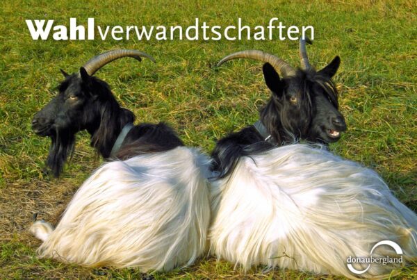 Donaubergland Postkartenmotiv mit zwei liegenden Ziegen auf einer Wiese, die die Köpfe in die gegenseitige Richtung drehen.