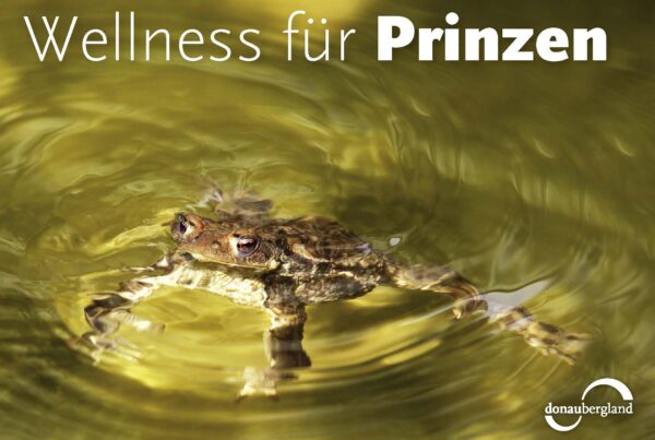 Donaubergland Postkartenmotiv mit Frosch in grünlichem Wasser.